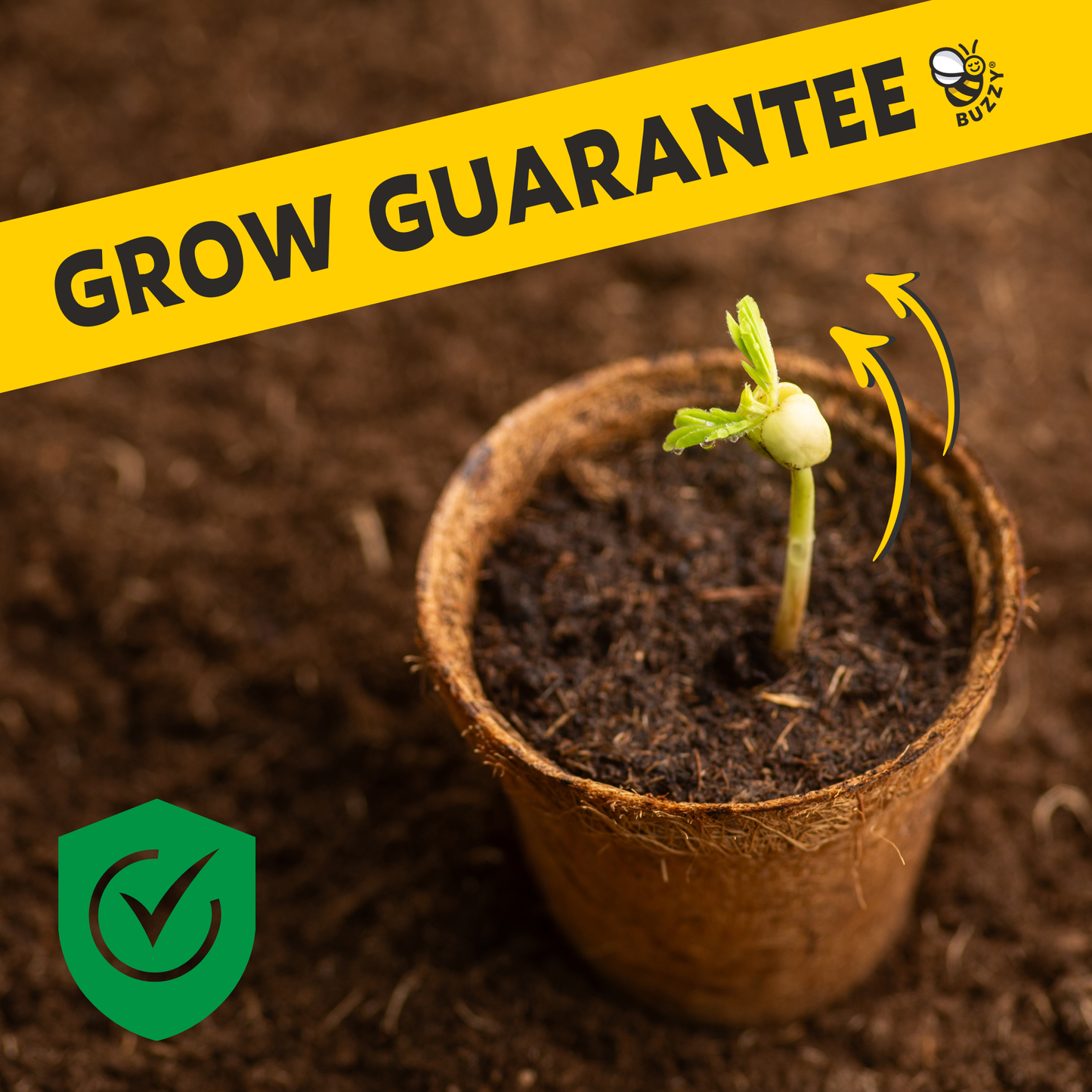 Sensitive Plant Grow Kit | Mimosa Pudica