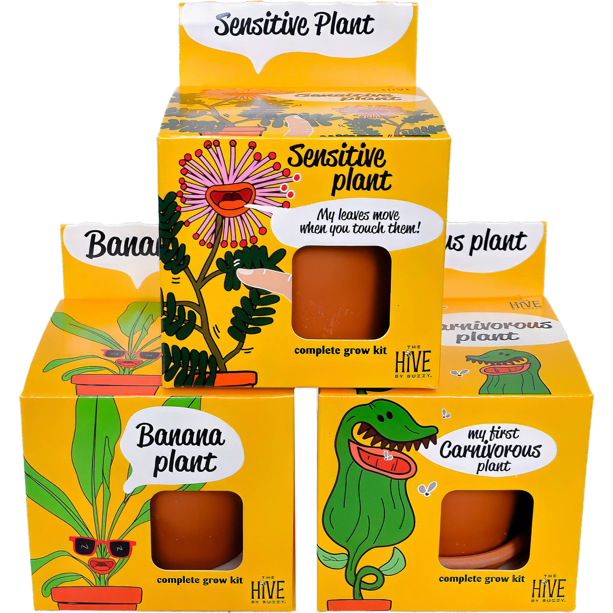 Sensitive Plant Grow Kit | Mimosa Pudica