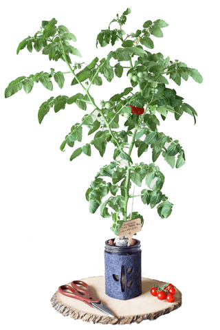 Tomato Hydroponic Mason Jar Garden Kit